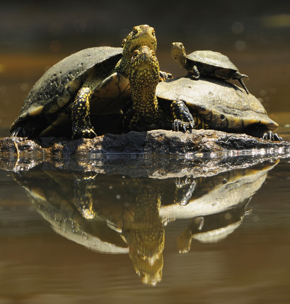 (C) Anders Geidemark    